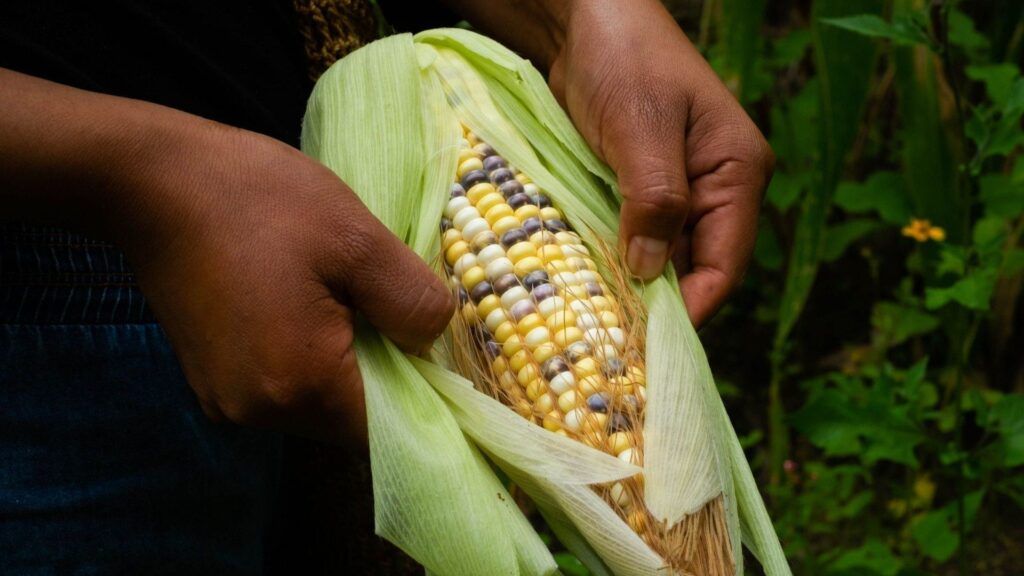 Iniciativa contra el maíz transgénico