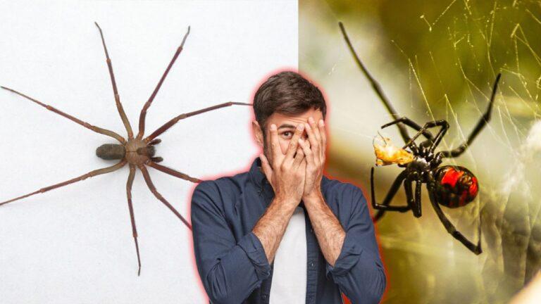 Araña violinista vs. viuda negra