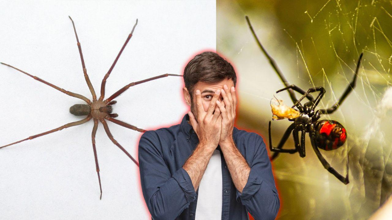 Araña violinista vs. viuda negra: ¿Cuál tiene el veneno más letal?