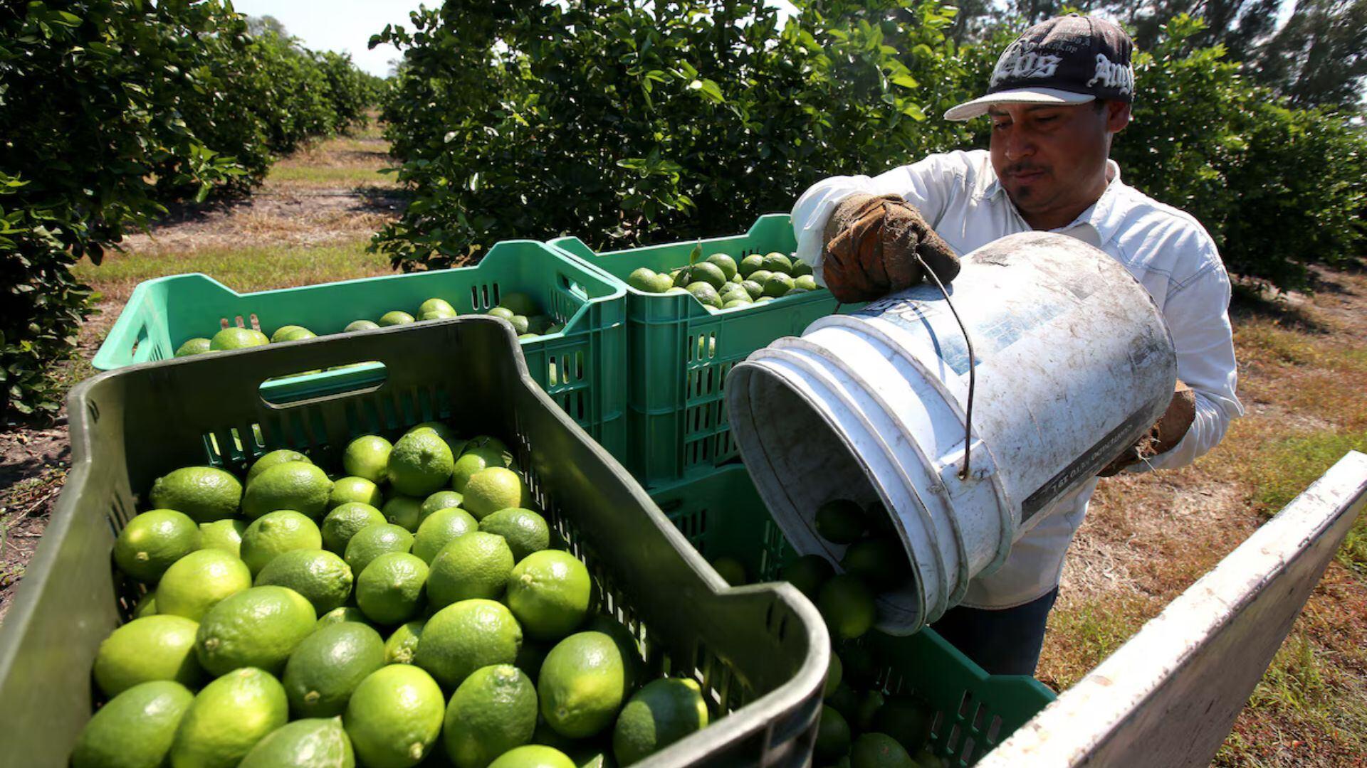 Reducción de extorsiones a limoneros en Michoacán: promesas y plan de Sheinbaum