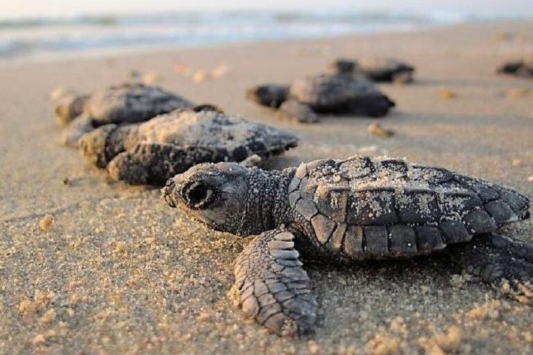 Tortugas marinas