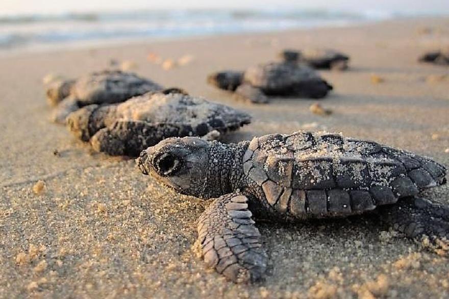 Tortugas marinas: el operativo en Oaxaca que busca salvarlas de la extinción