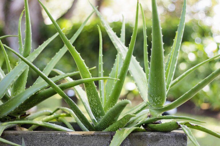 aloe vera suc