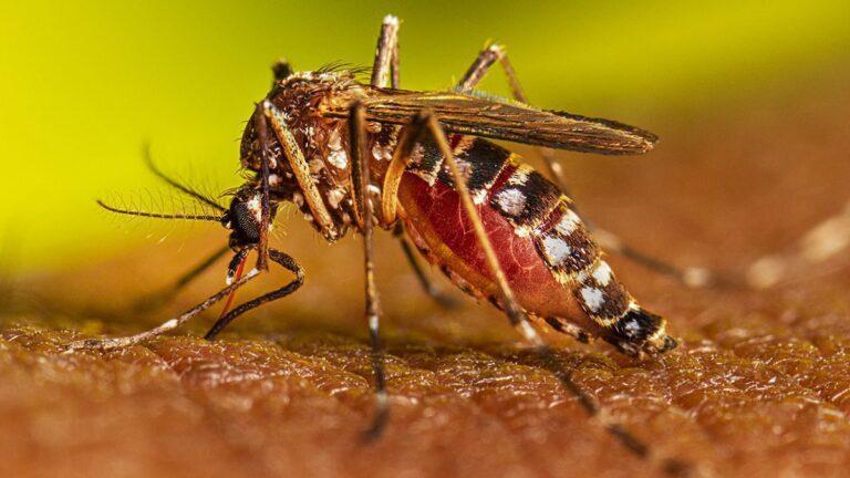 Alerta Dengue en Yucatán: Por qué tu participación puede salvar vidas