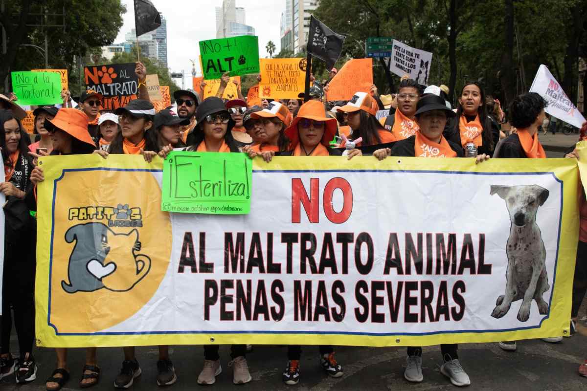 Maltrato animal: La iniciativa de MC que busca cerrar el vacío legal en México