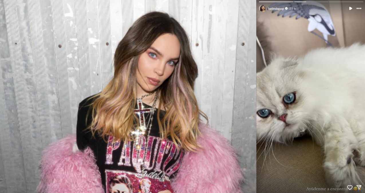 Belinda busca a su gato Glen tras desaparecer: drama y ternura animal