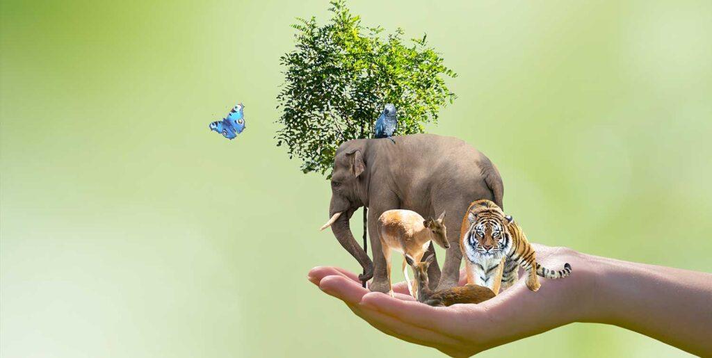 Cómo proteger a los animales en peligro de extinción