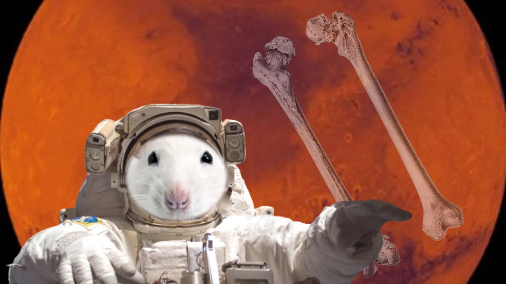 Ratones en el espacio: el experimento que arruina el sueño de Marte