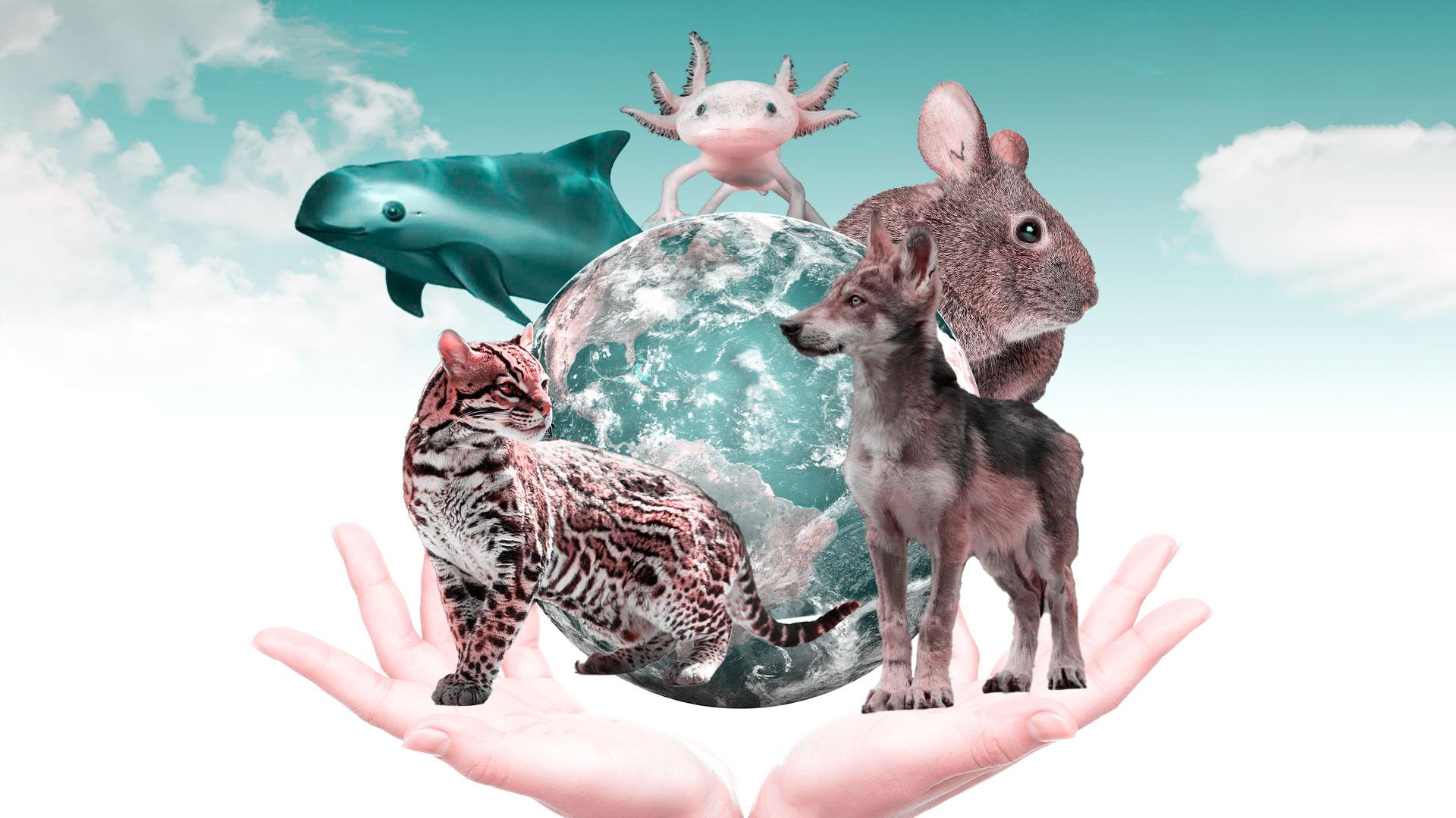 Especies en peligro: cómo educar a los niños desde casa y la escuela