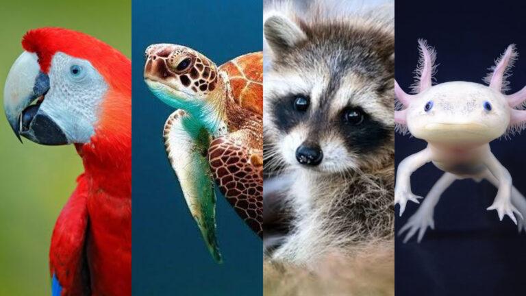 Qué hacer para salvar especies en peligro