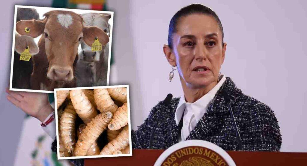Gusano barrenador: crisis en la frontera y la defensa de México según Sheinbaum