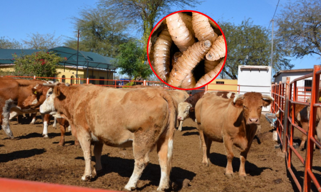 Gusano barrenador pone en jaque al ganado: Sheinbaum lanza controles urgentes