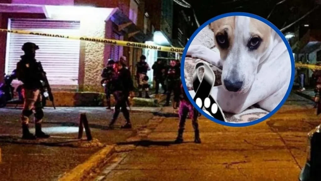 Crueldad animal en Michoacán: perrito asesinado a tiros indigna a Uruapan