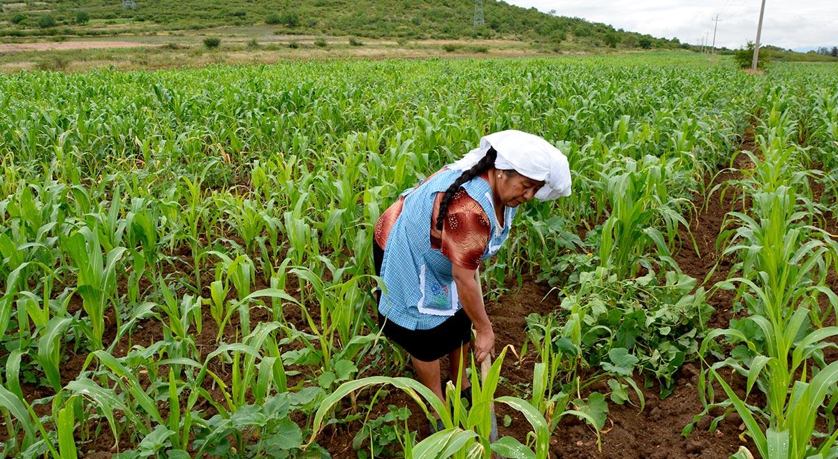 El crimen organizado controla agua y alimentos en México: Una amenaza silenciosa