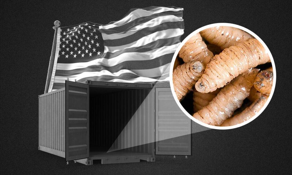 Gusano barrenador: La plaga que podría paralizar el comercio animal entre México y EE.UU.