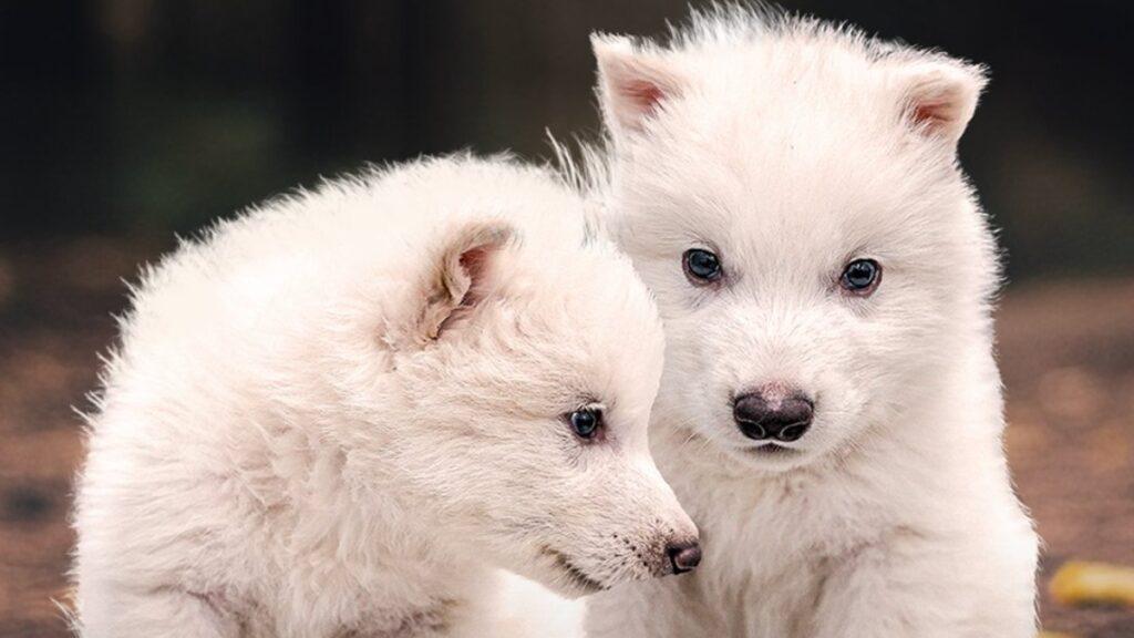 Lobo gigante recreado: El regreso imposible ya es una realidad genética