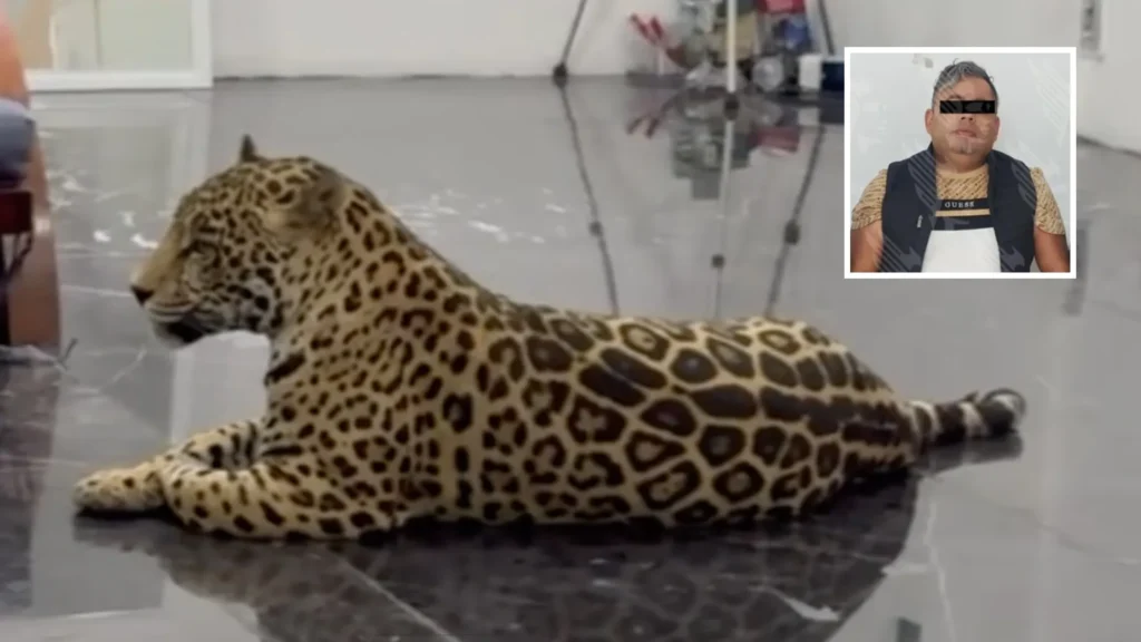 tráfico de fauna, jaguar, Profepa, Puebla, Semarnat, animales exóticos, especies en peligro, delitos ambientales, redes sociales, TikTok, México