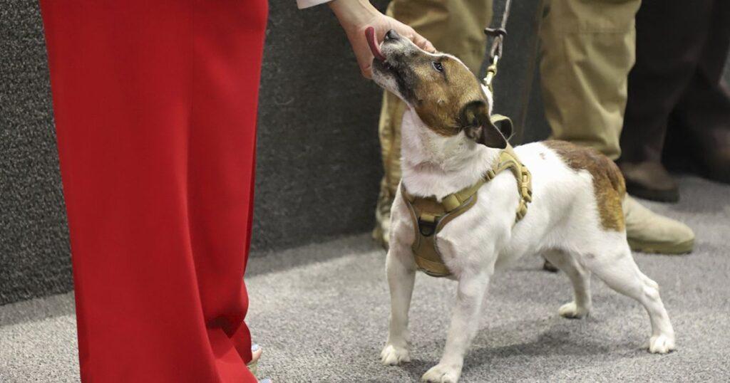 Secuestradores de perros en CDMX: El oscuro negocio detrás del robo de mascotas