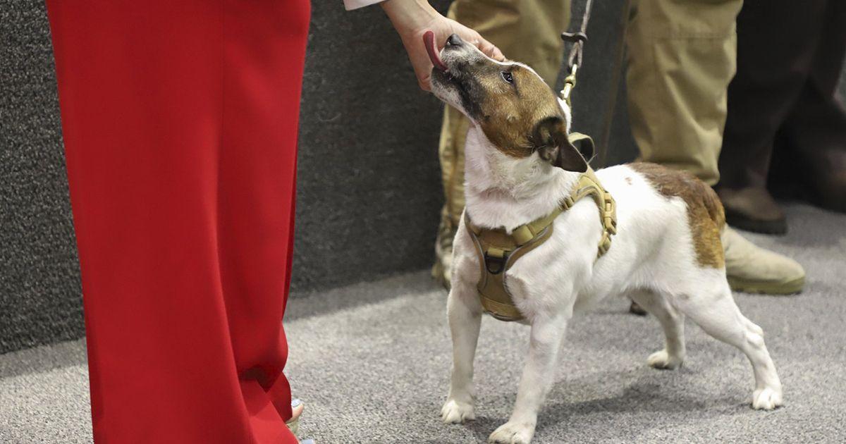 Secuestradores de perros en CDMX: El oscuro negocio detrás del robo de mascotas