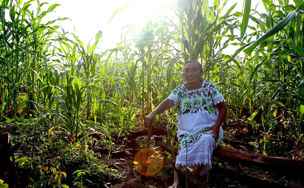Saberes mayas: el tesoro ancestral que renace en Yucatán