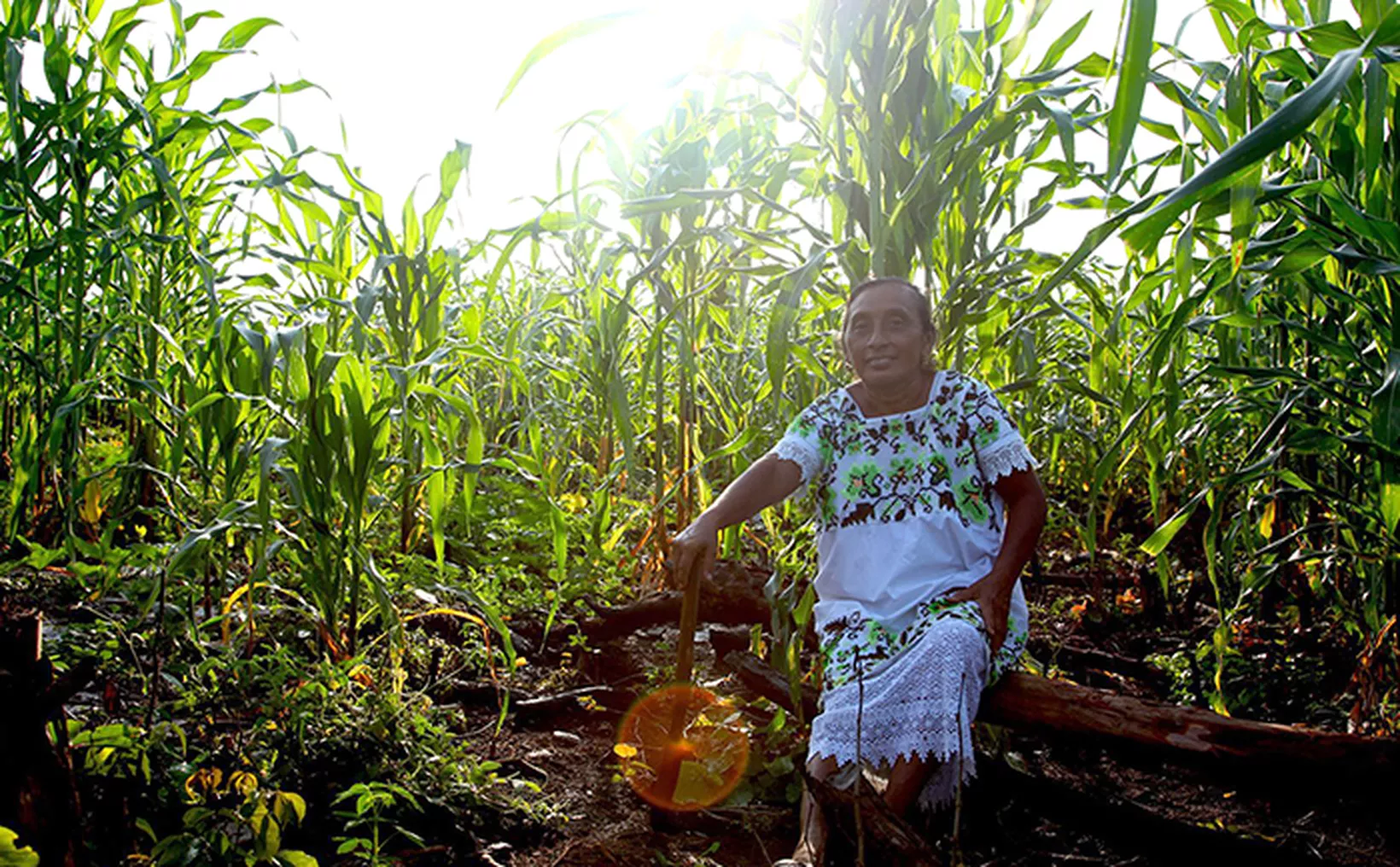 Saberes mayas: el tesoro ancestral que renace en Yucatán