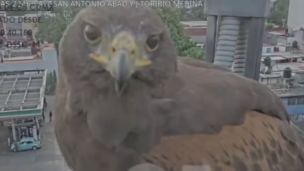 Águila real sorprende a CDMX: Un encuentro simbólico que nos invita a reflexionar