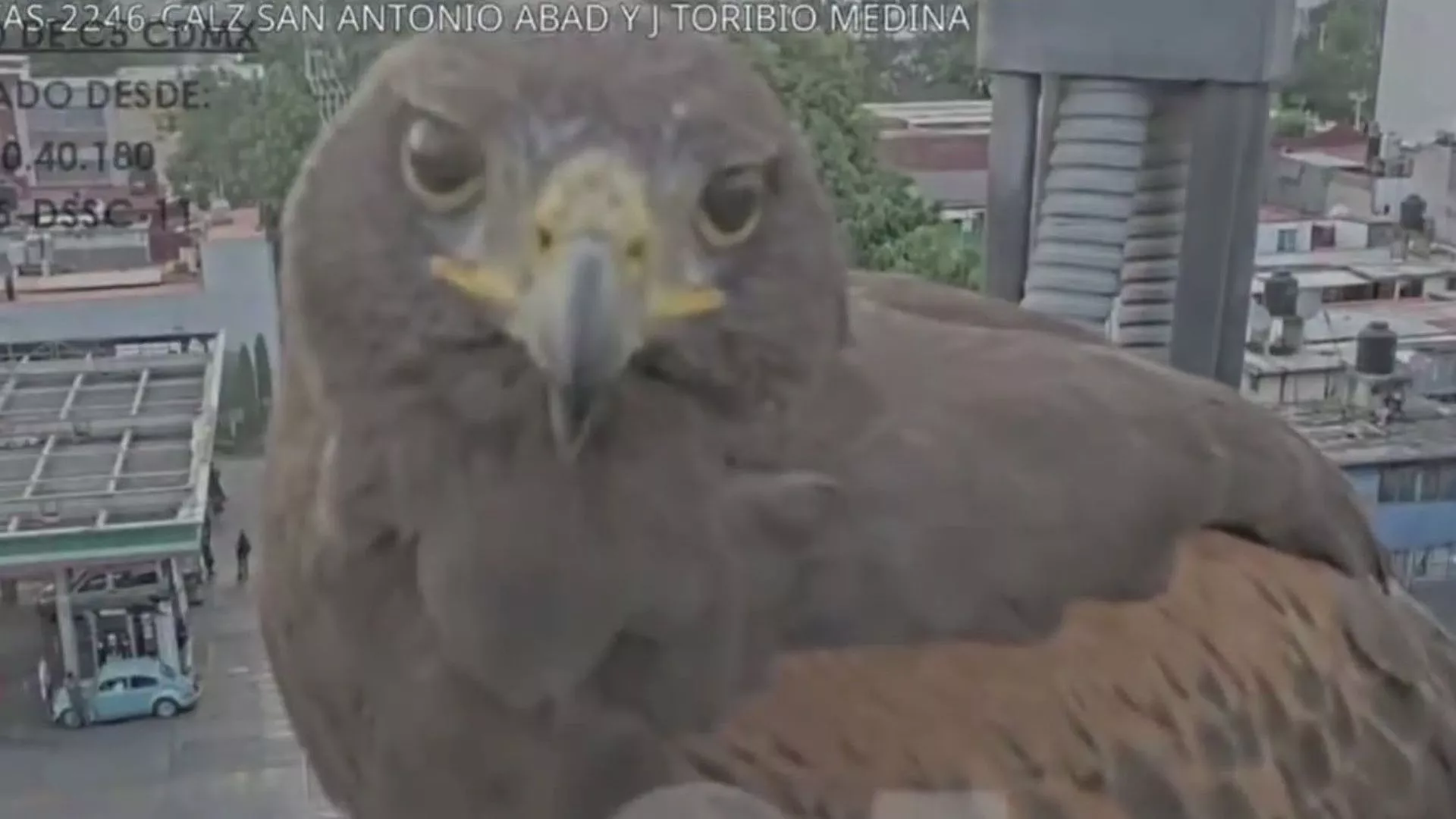 Águila real sorprende a CDMX: Un encuentro simbólico que nos invita a reflexionar