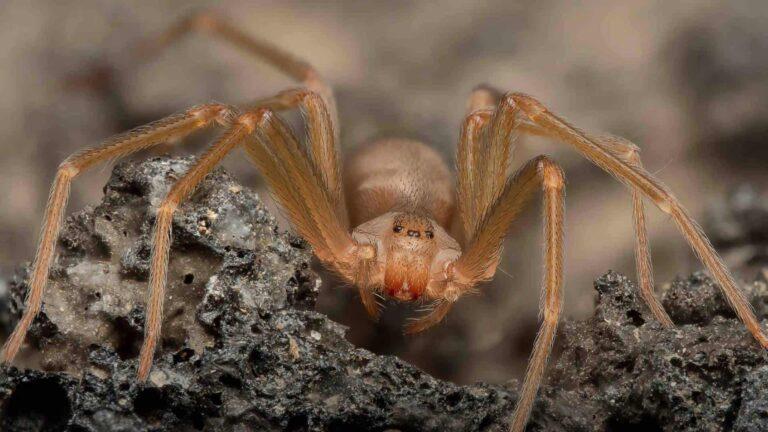 araña violinista, picadura, salud, urgencias médicas, necrosis, insectos peligrosos, hogar, México, prevención, primeros auxilios, riesgos domésticos