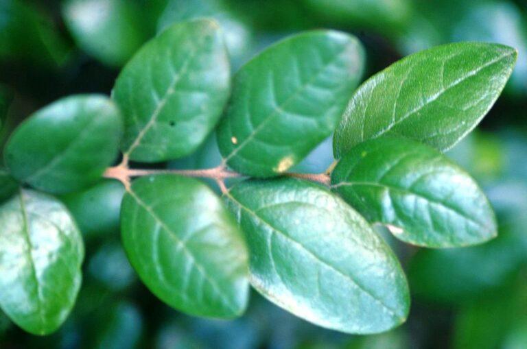 Boldo: el secreto natural para tu vesícula biliar que los médicos están redescubriendo