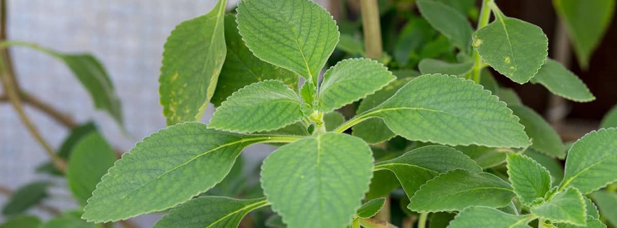 Boldo: el remedio natural que baja la presión y limpia el hígado