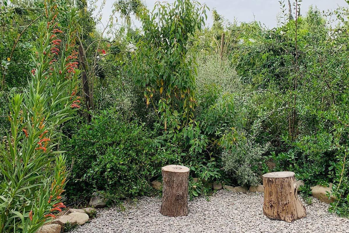 Bosque Miyawaki: el renacer verde de Nezahualcóyotl contra el concreto