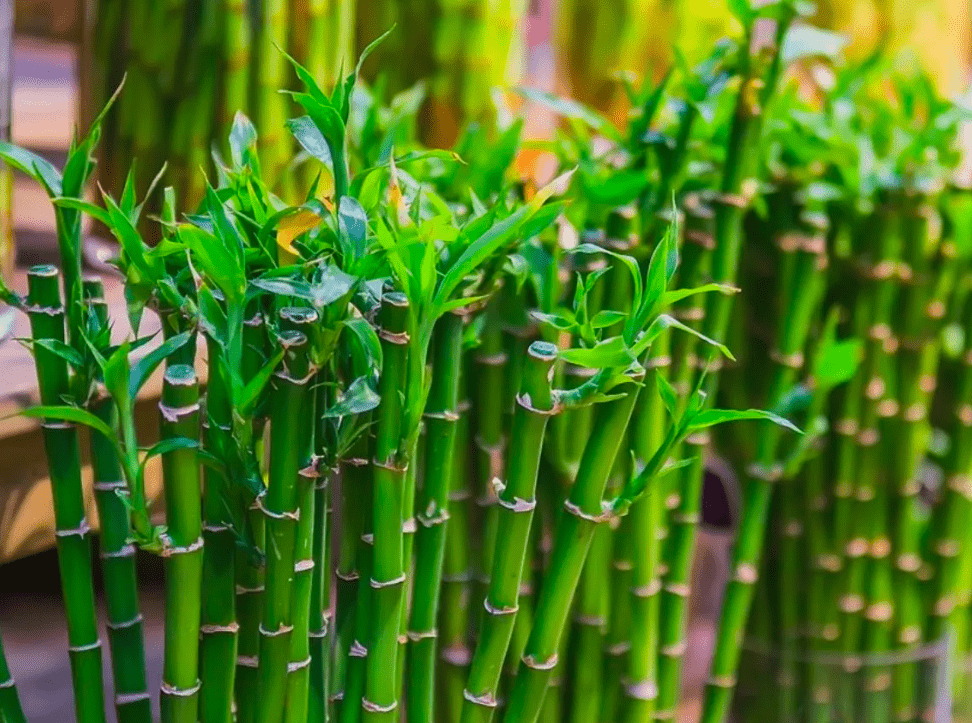 Bambú de la suerte: el secreto japonés para proteger tu hogar