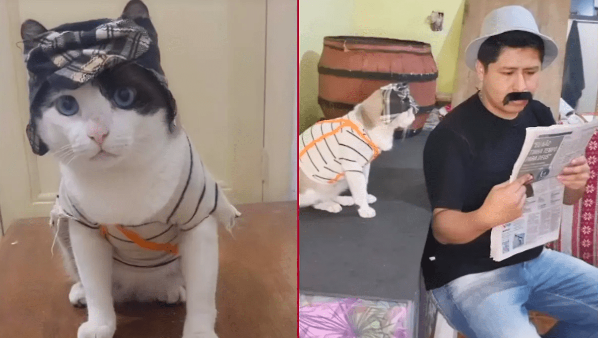 El Chavo del 8 conquista TikTok: el michi viral que reenciende la nostalgia