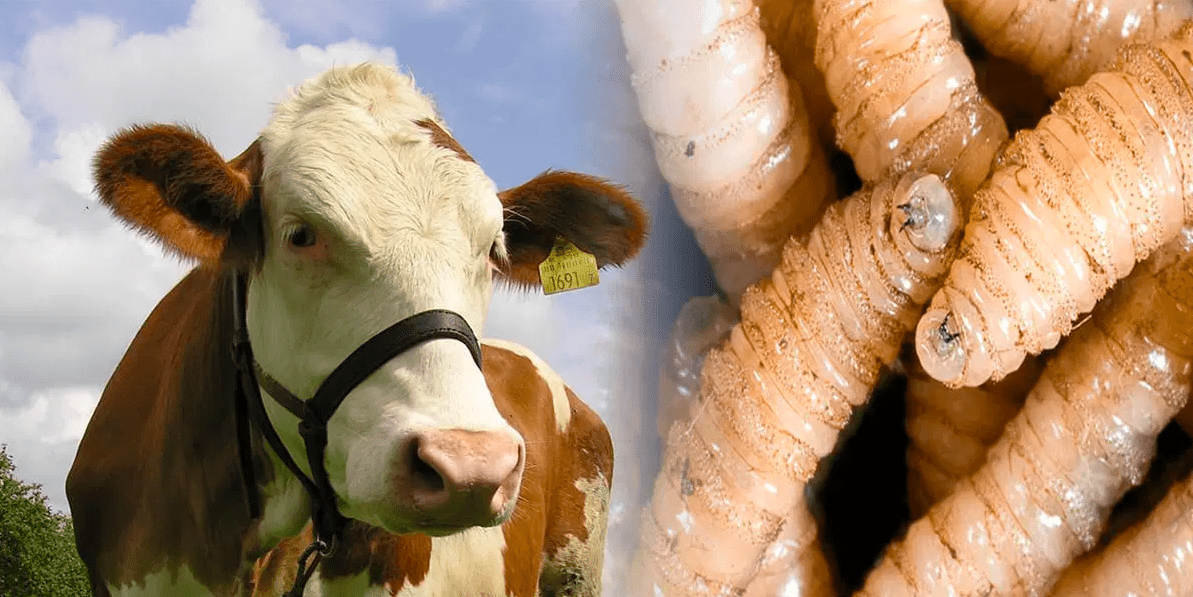 Crisis del gusano barrenador: la amenaza que paralizó las exportaciones mexicanas