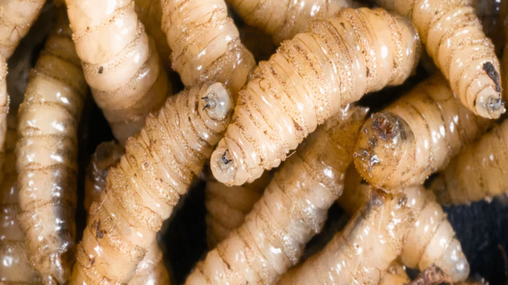 Gusano barrenador: la plaga que azota Chiapas y alarma a ganaderos