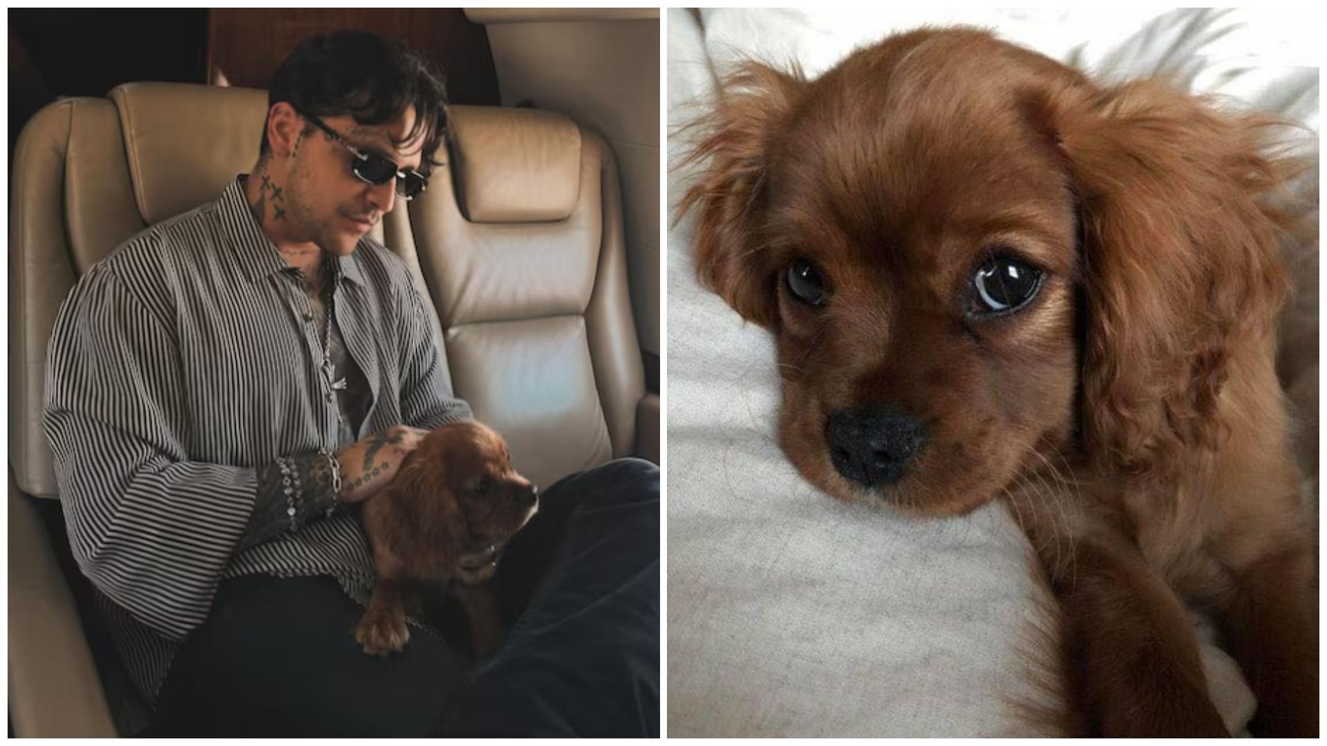 Christian Nodal y el escándalo animal: ¿La verdad tras su supuesta aversión a las mascotas?