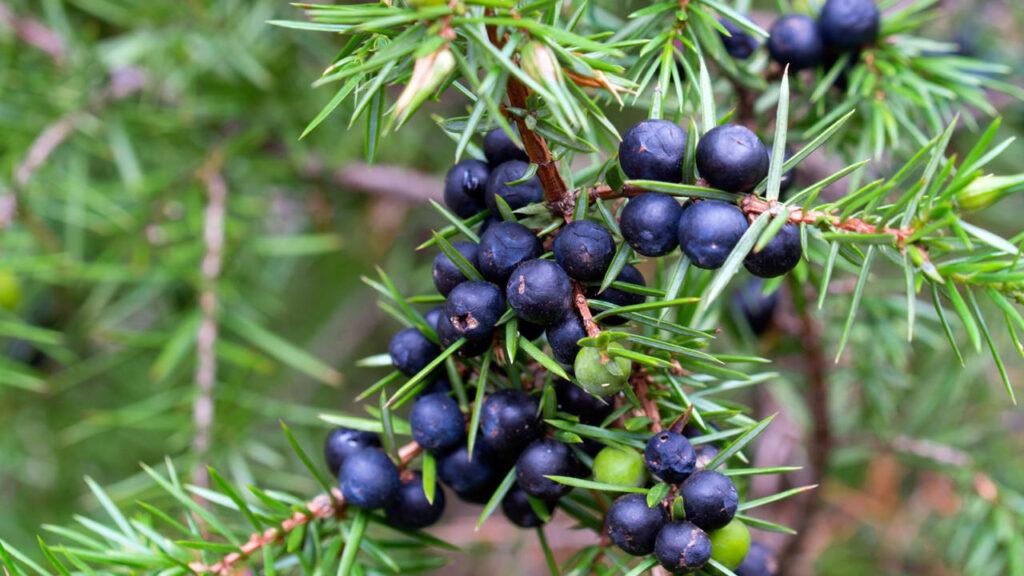 Enebro y cálculos renales