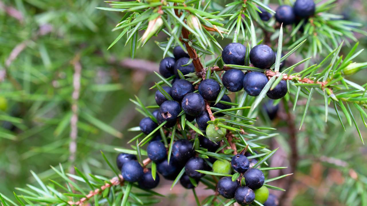 Enebro y cálculos renales: el remedio natural que podría salvarte de una cirugía