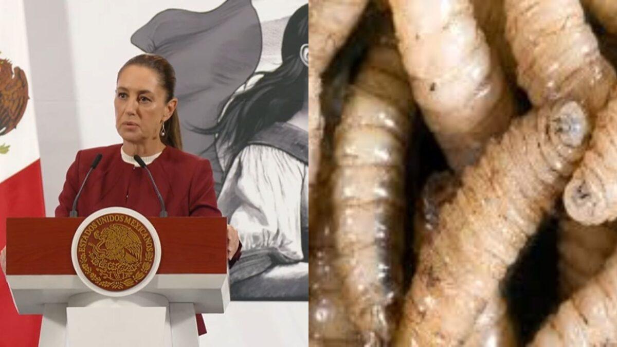 Gusano barrenador: la crisis que pone en jaque la agricultura mexicana