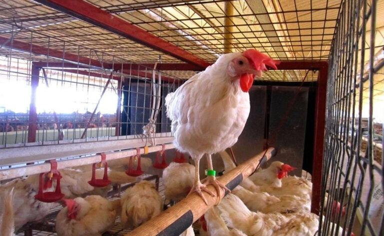 México suspende importación de pollo brasileño