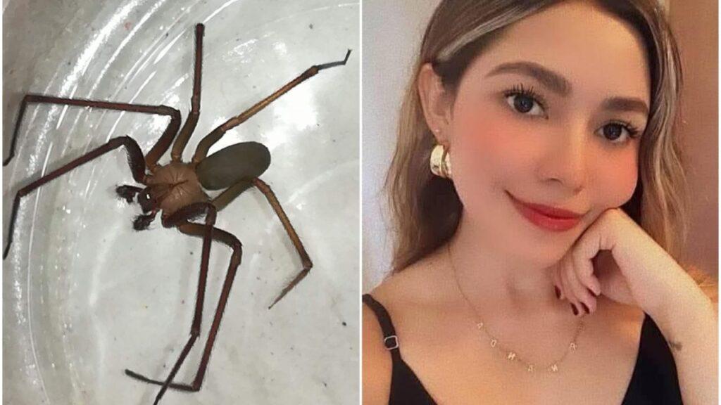 Mordedura de araña violinista: El veneno letal que mató a María Fernanda