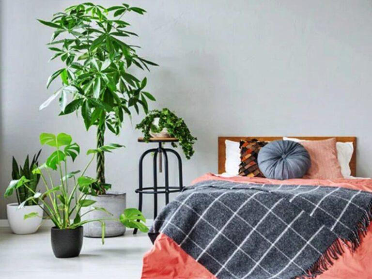 Plantas en el dormitorio