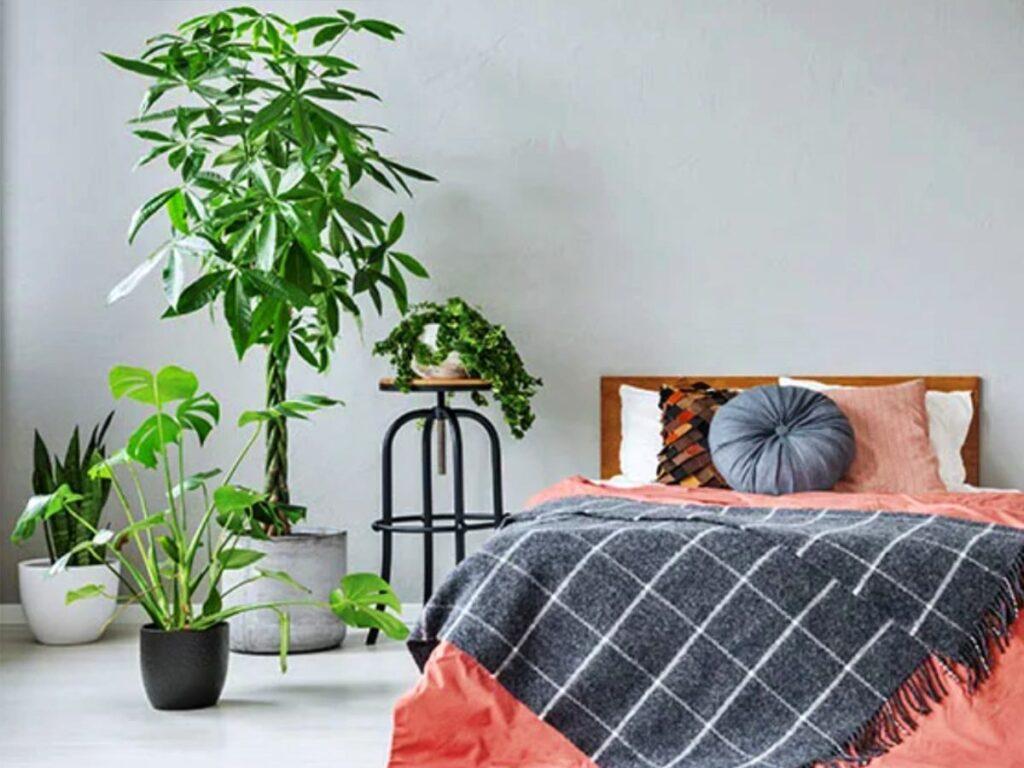 Plantas en el dormitorio: por qué evitar la lengua de suegra según el Feng Shui