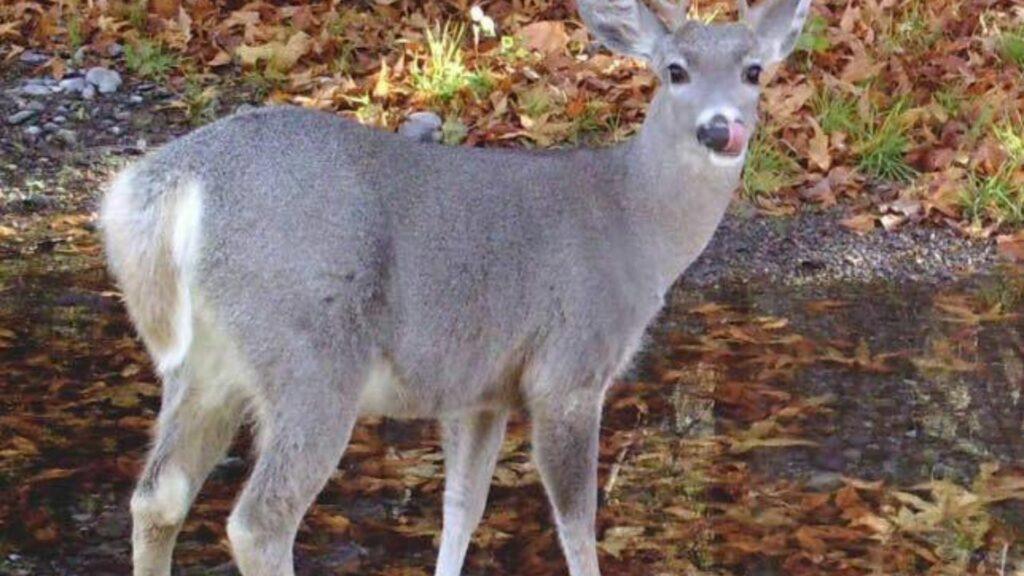 Rescate de venados cola blanca: el oscuro criadero ilegal en Michoacán