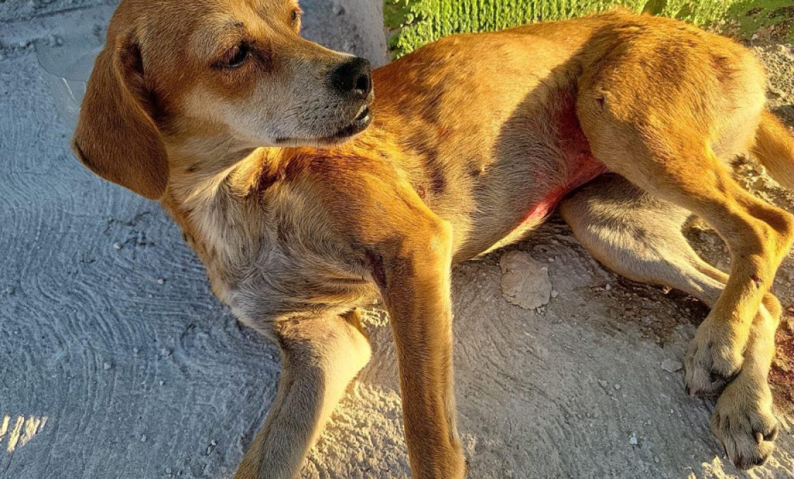 Maltrato animal en Quintana Roo: el delito que ya no queda impune
