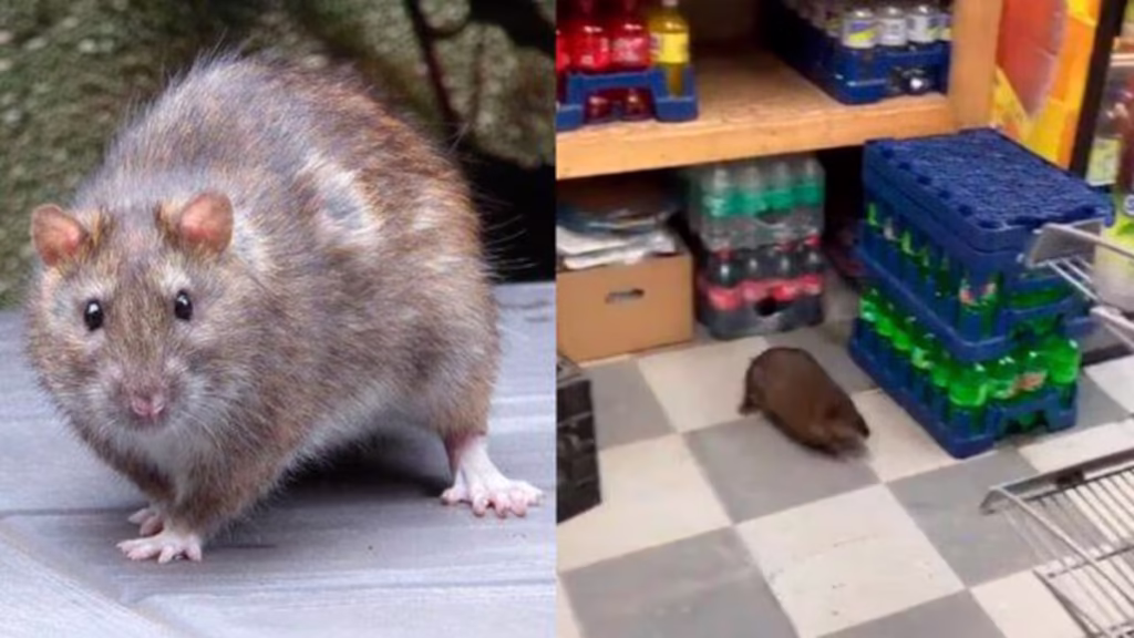 Rata gigante aterroriza Costco: ¡Video viral desata el pánico!