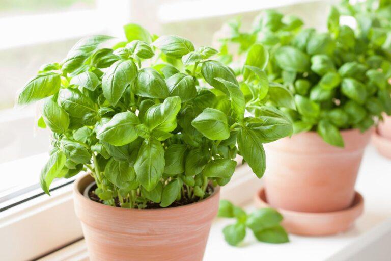 albahaca