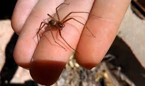 araña violinista