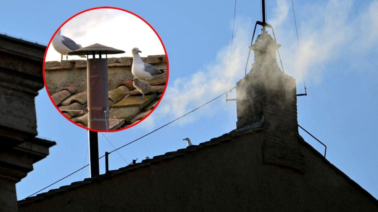 Nuevo Papa: la Sagrada Familia de gaviotas conmueve al mundo