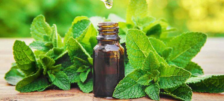 menta